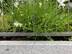 Bordure de jardin en granite Silver Classico avec barrière et fleurs