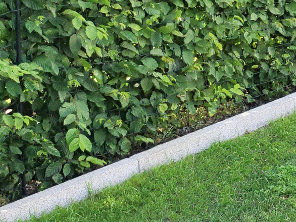 Pratique et décoratif : les bordures de jardin en granite Silver Classico. (Photo client) Bordures de jardin en granite Silver Classico avec haie et gazon