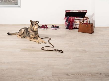 Eingangsbereich mit Feinsteinfliesen in Holzoptik, auf dem Boden liegt ein Hund, im Hintergrund eine Truhe und eine Handtasche