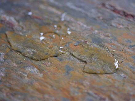 gros plan sur le sol en Peacock avec une tache d´eau au milieu