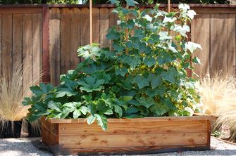 Plante dans un bac à litière en bois