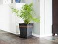Pot de fleur noir avec plante sur carreau d'ardoise Peacock Multicolor devant le mur blanc
