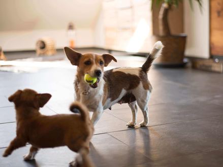 Deux chiens jouant sur des tuiles d'ardoise foncée Mustang