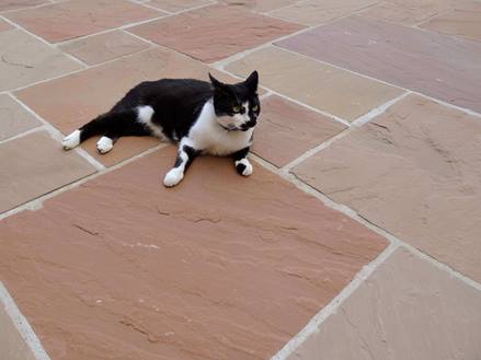 Dalles de grès de Modak, terrasse avec chat