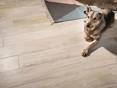 Tapis et chien sur grès cérame à l'aspect bois