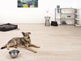 Chien allongé sur le sol du salon avec des carreaux d'aspect bois Urban White dans des tons beige clair